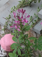 Cleome houtteana