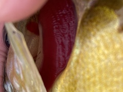 Lepomis macrochirus × cyanellus