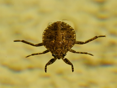 Abedus indentatus