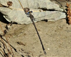 Archilestes californicus