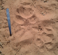 Chrysocyon brachyurus