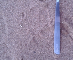 Chrysocyon brachyurus