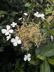 Hydrangea peruviana