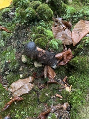 Tolypocladium capitatum