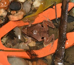 Physalaemus signifer