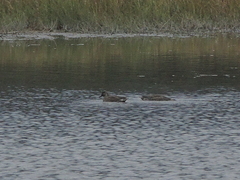 Mareca strepera strepera