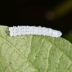 Macremphytus tarsatus