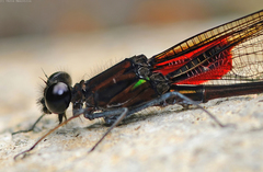 Hetaerina cruentata