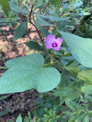 Ipomoea triloba