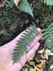 Polypodium virginianum