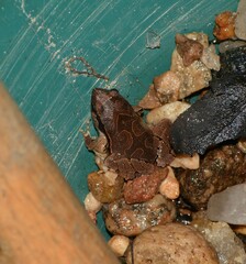 Physalaemus signifer