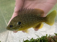 Lepomis macrochirus × cyanellus