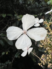 Hydrangea peruviana