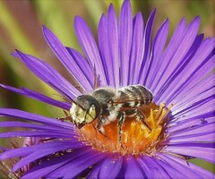 Megachile rotundata