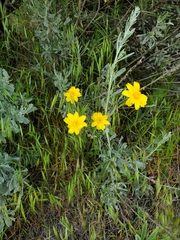Eriophyllum lanatum