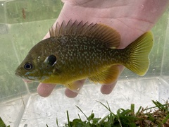 Lepomis macrochirus × cyanellus
