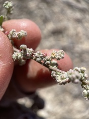 Chenopodium atrovirens
