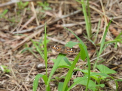 Phyciodes phaon phaon