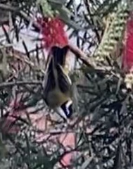 Melithreptus gularis