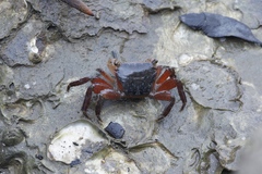 Metopograpsus latifrons