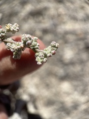 Chenopodium atrovirens
