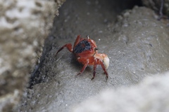 Metopograpsus latifrons