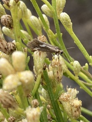 Cisthene liberomacula