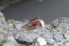 Metopograpsus latifrons