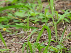 Phyciodes phaon phaon