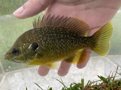 Lepomis macrochirus × cyanellus