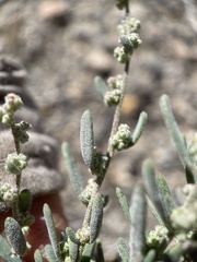 Chenopodium atrovirens