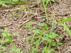 Phyciodes phaon phaon