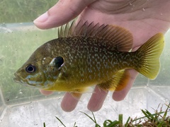 Lepomis macrochirus × cyanellus