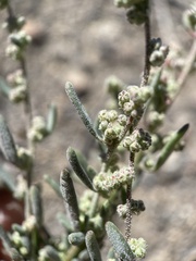 Chenopodium atrovirens