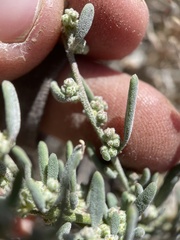 Chenopodium atrovirens