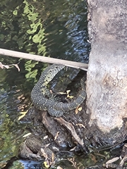 Varanus niloticus