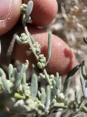 Chenopodium atrovirens