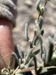 Chenopodium atrovirens