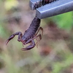 Vaejovis carolinianus