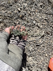 Chenopodium atrovirens