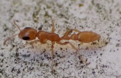 Pseudomyrmex pallidus