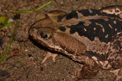 Rhinella icterica