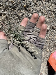 Chenopodium atrovirens