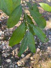 Salix scouleriana
