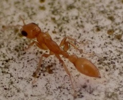 Pseudomyrmex pallidus