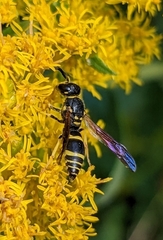 Ancistrocerus