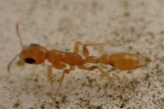 Pseudomyrmex pallidus