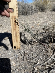 Chenopodium atrovirens
