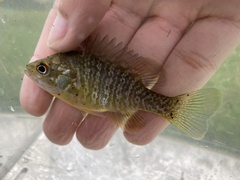 Lepomis macrochirus × cyanellus