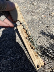 Chenopodium atrovirens